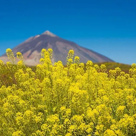 Vive Tenerife¡¡¡¡ Lejlighed *